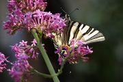 Iphiclides podalirius