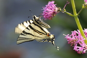 Iphiclides podalirius