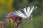 Iphiclides podalirius