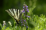 Iphiclides podalirius