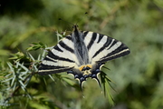 Iphiclides podalirius