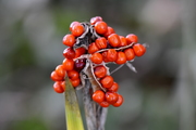 Iris foetidissima