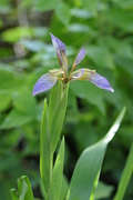 Iris foetidissima