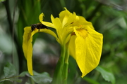 Iris pseudacorus