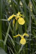 Iris pseudacorus