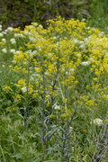 Isatis tinctoria