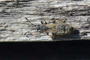 Ischnodemus sabuleti