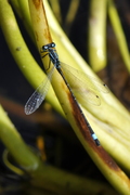 Ischnura elegans