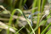 Ischnura elegans