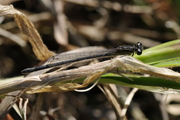 Ischnura elegans
