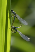 Ischnura elegans