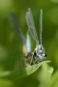 Ischnura elegans