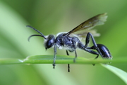 Isodontia mexicana