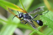 Isodontia mexicana