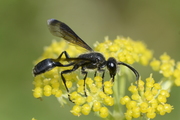 Isodontia mexicana