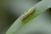 Isoperla