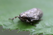 Issus coleoptratus