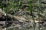 Ixobrychus minutus