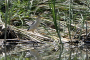Ixobrychus minutus