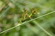 Juncus inflexus