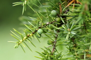 Juniperus communis