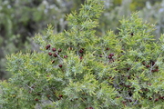 Juniperus oxycedrus