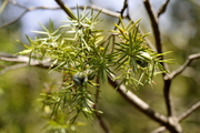 Juniperus oxycedrus
