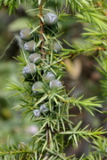 Juniperus oxycedrus