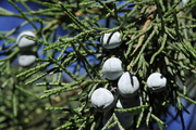 Juniperus