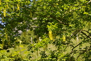 Laburnum alpinum