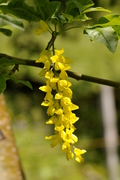 Laburnum alpinum