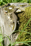 Lacerta agilis