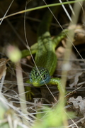 Lacerta bilineata
