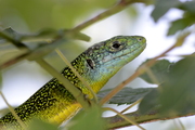 Lacerta bilineata