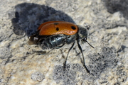 Lachnaia pubescens