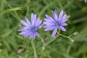 Lactuca perennis