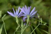 Lactuca perennis