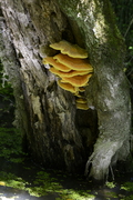 Laetiporus sulphureus