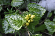 Lamium galeobdolon