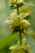 Lamium galeobdolon