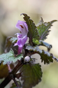 Lamium maculatum