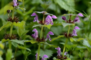 Lamium maculatum