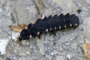Lampyris noctiluca