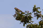 Lanius collurio
