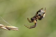 Larinioides