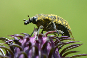 Larinus turbinatus