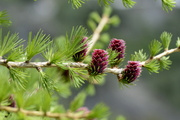 Larix decidua