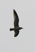 Larus canus