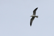 Larus canus