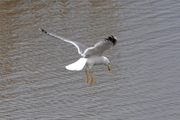 Larus michahellis